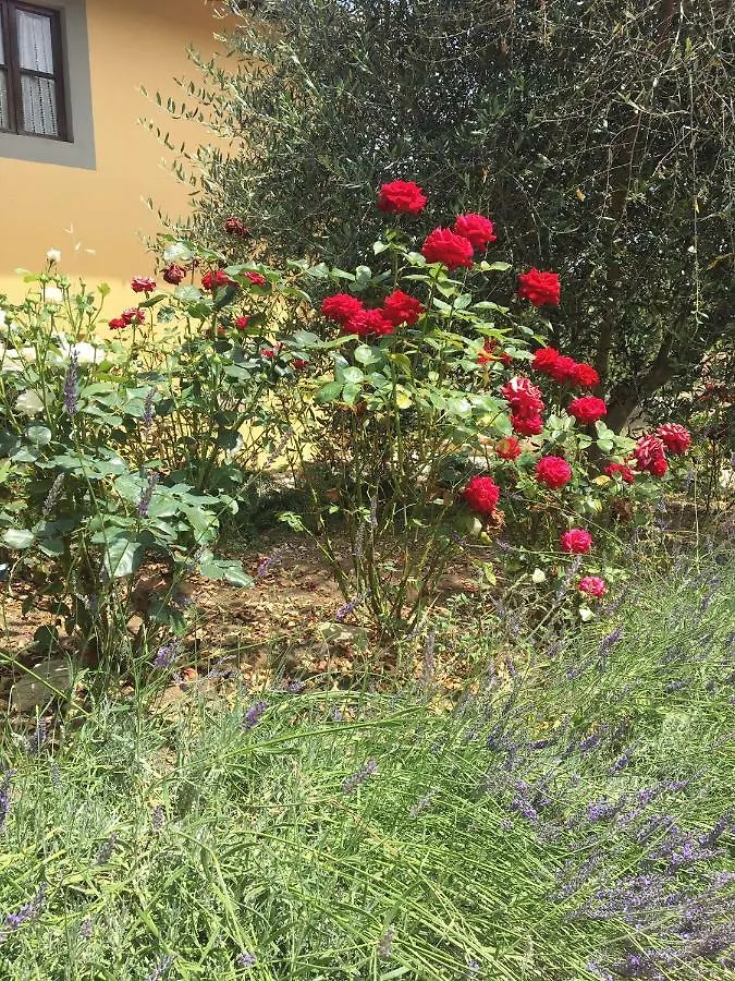 Casa Della Ciri Lägenhet Florens 0*,  Italien